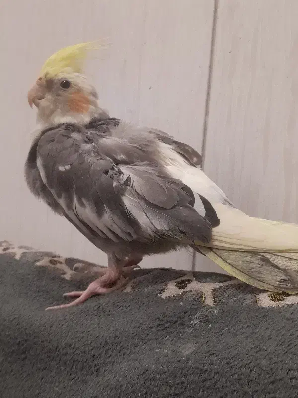 عروس هلندی خاکستری|پرنده|بافق, |دیوار