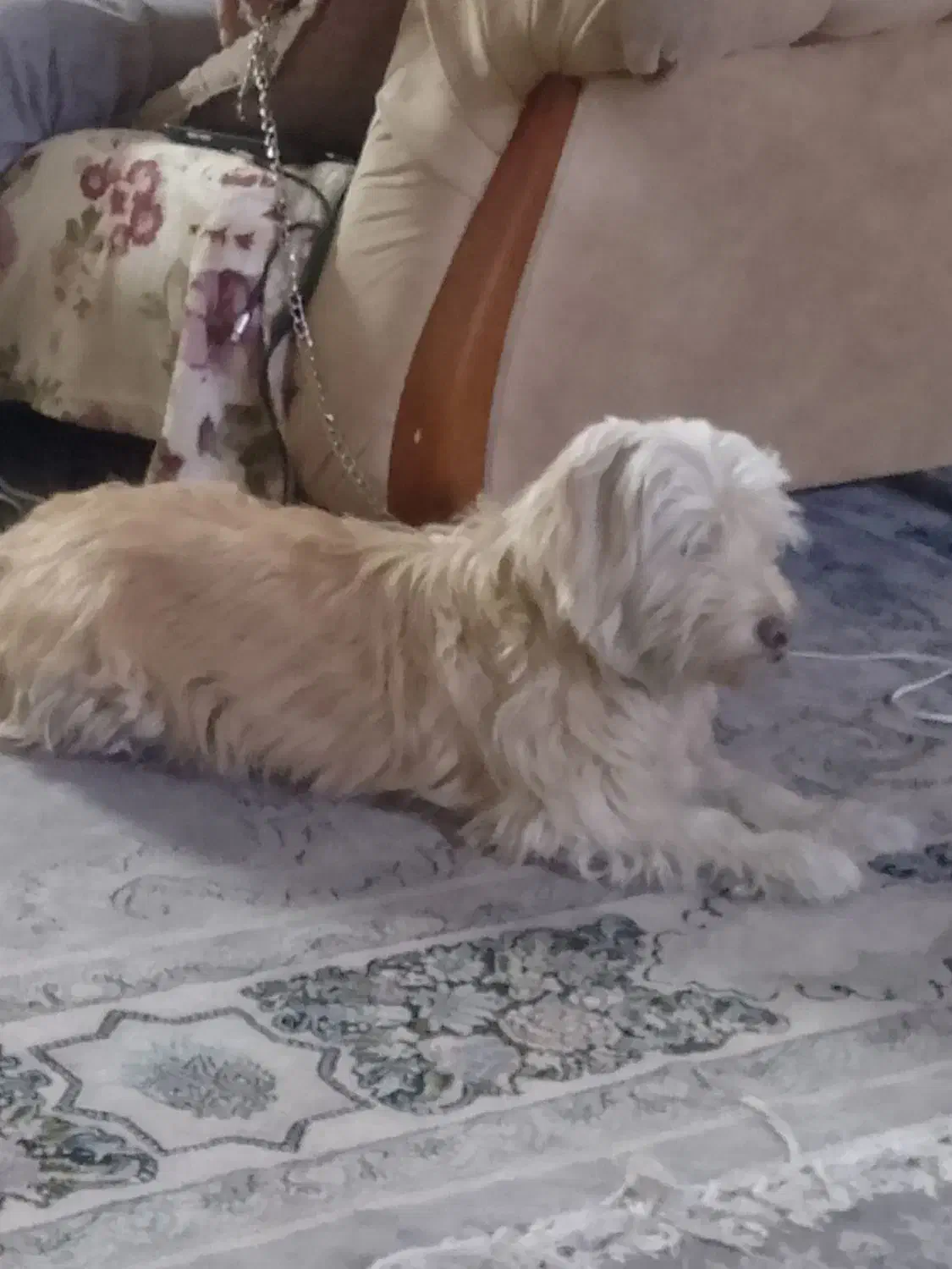 سگ تریر  پیدا شده|حیوانات|ری, دولت‌آباد|دیوار