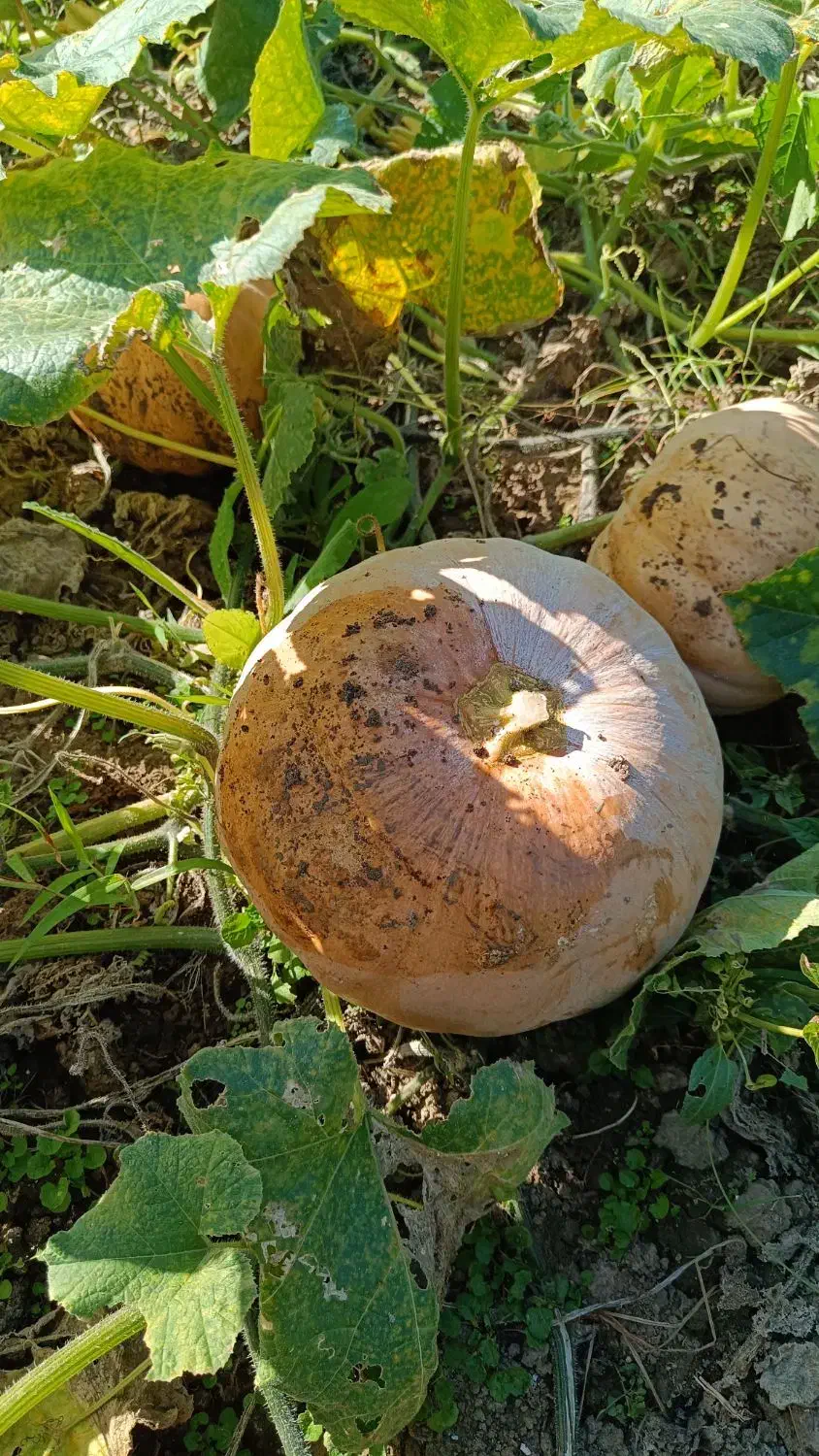 کدو حلوایی شیرین|خوردنی و آشامیدنی|ساری, |دیوار