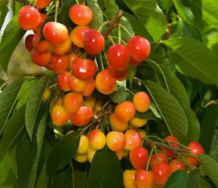 نهال گیلاس وآلو|خدمات باغبانی و درختکاری|سنندج, |دیوار