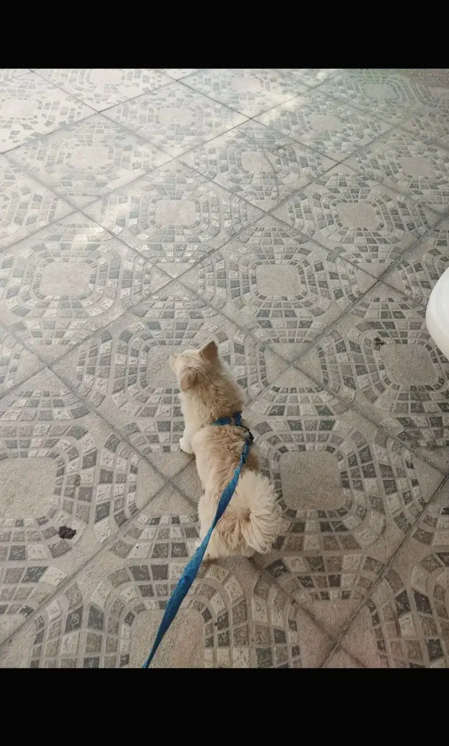 سگ پامر روباهی|سگ|بیستون, |دیوار