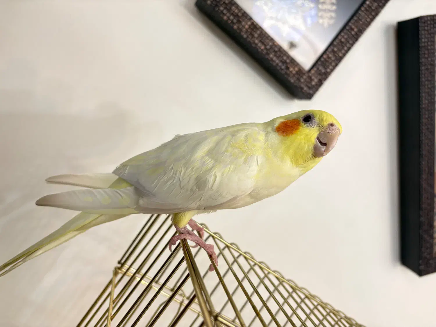 عروس هلندی لوتینو|پرنده|کرج, برغان|دیوار