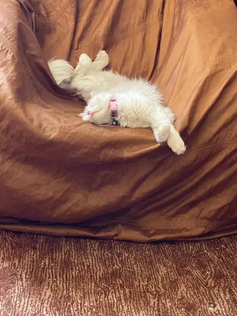 گربه پرشین اسکاتیش جنسیت ماده متولد۱۴۰۱/۶/۱۶|گربه|کرمان, |دیوار