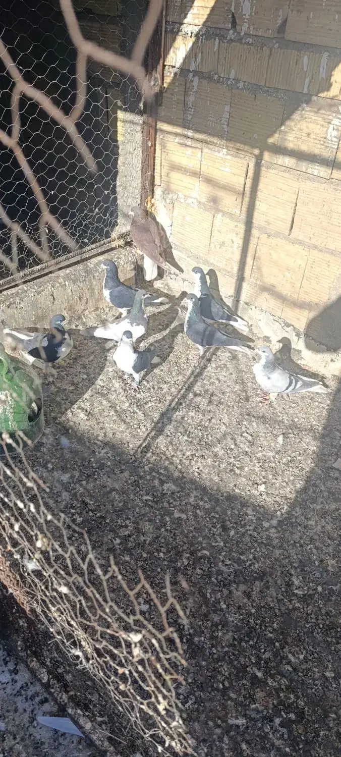 کبوتر|پرنده|تاکستان, |دیوار