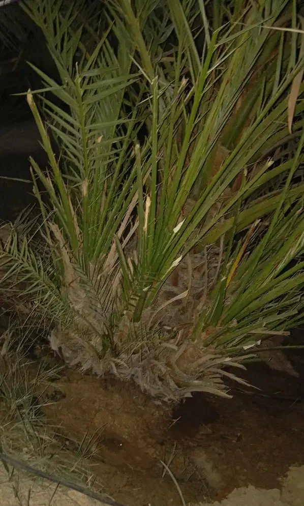 بچه نخل برحی|گل و گیاه طبیعی|چمران, |دیوار