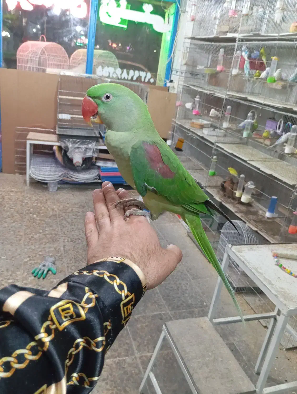 شاه طوطی اهلی سخنگو|پرنده|تبریز, |دیوار