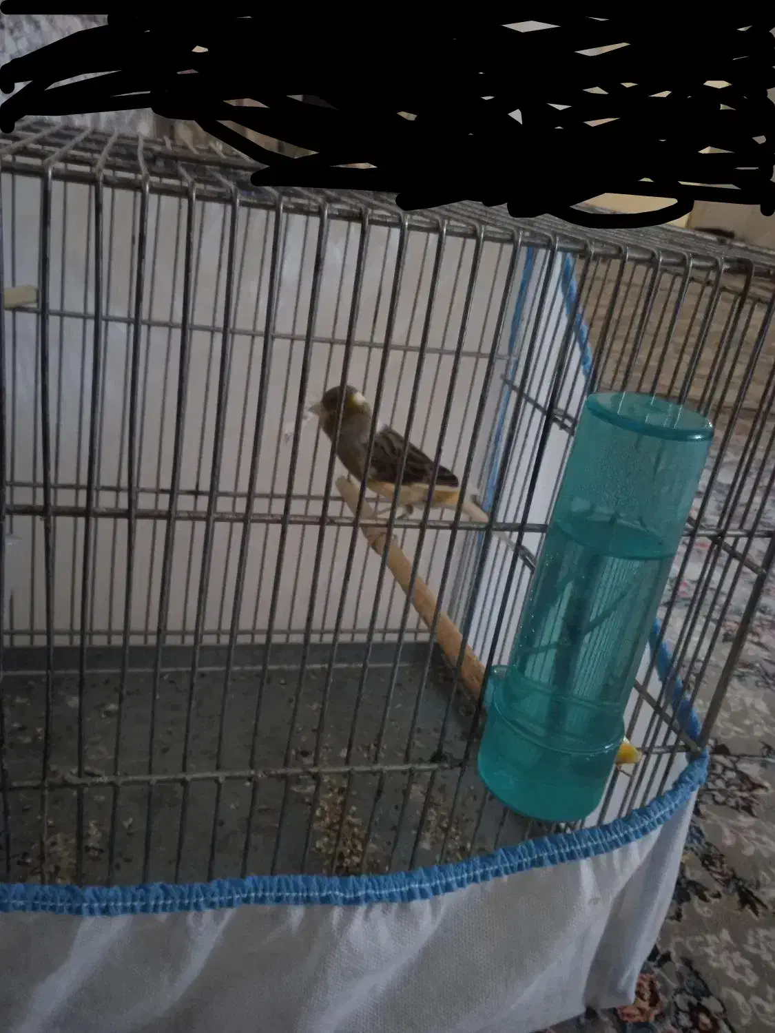 قناری شش دنگ مست|پرنده|مریوان, |دیوار