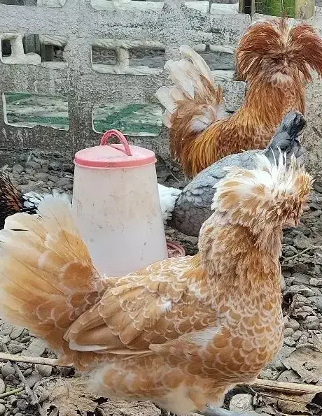 لهستانی پولند اصل|حیوانات مزرعه|رشت, احمد گوراب|دیوار