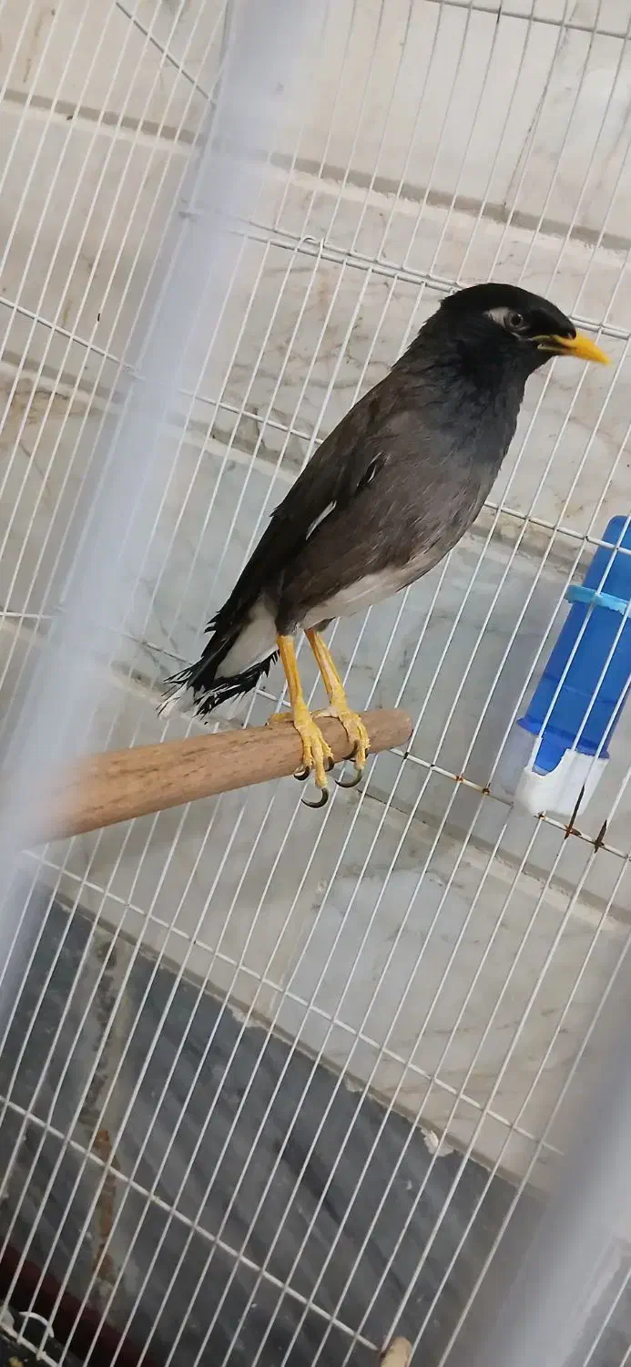 مینا با قفس|پرنده|قم, شهرک امام حسین|دیوار