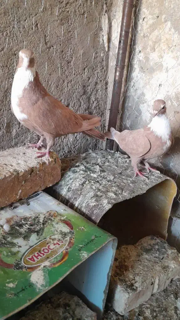 کبوتر دو جفت کله و مخمل|پرنده|شیراز, قلعه نو|دیوار