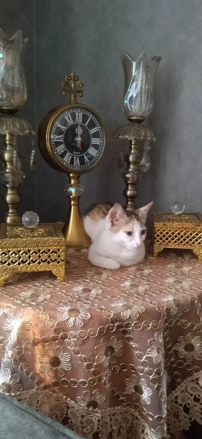 واگذاری. گربه. رایگان|گربه|گنبد کاووس, |دیوار