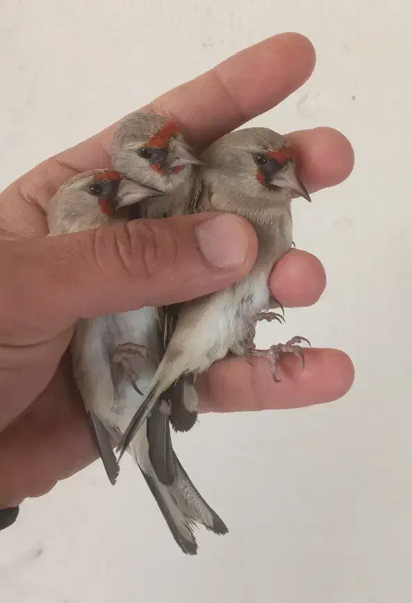 سهره ماده|پرنده|بجنورد, |دیوار