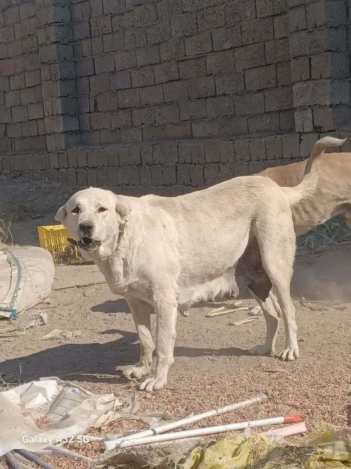 سگ گله|سگ|میاندوآب, |دیوار