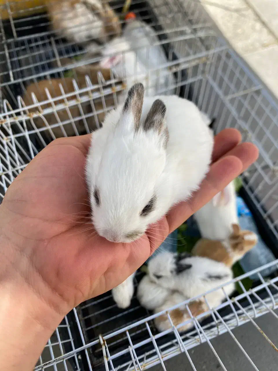 مینی خرگوش|موش و خرگوش|کرمانشاه, |دیوار