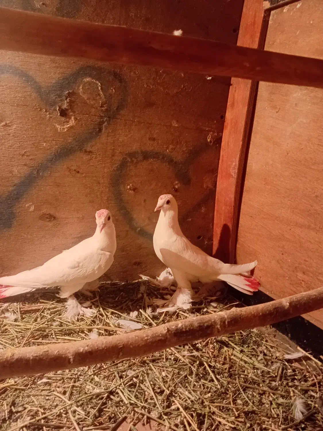 لوطی درجه یک|پرنده|مرند, |دیوار