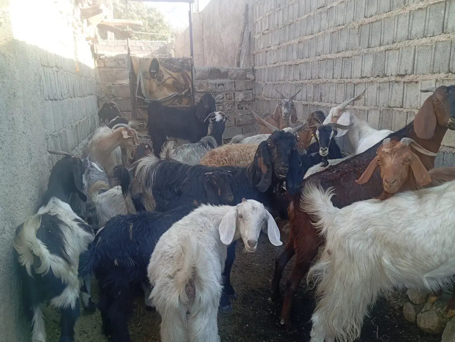 حیوان|حیوانات مزرعه|دهدشت, |دیوار