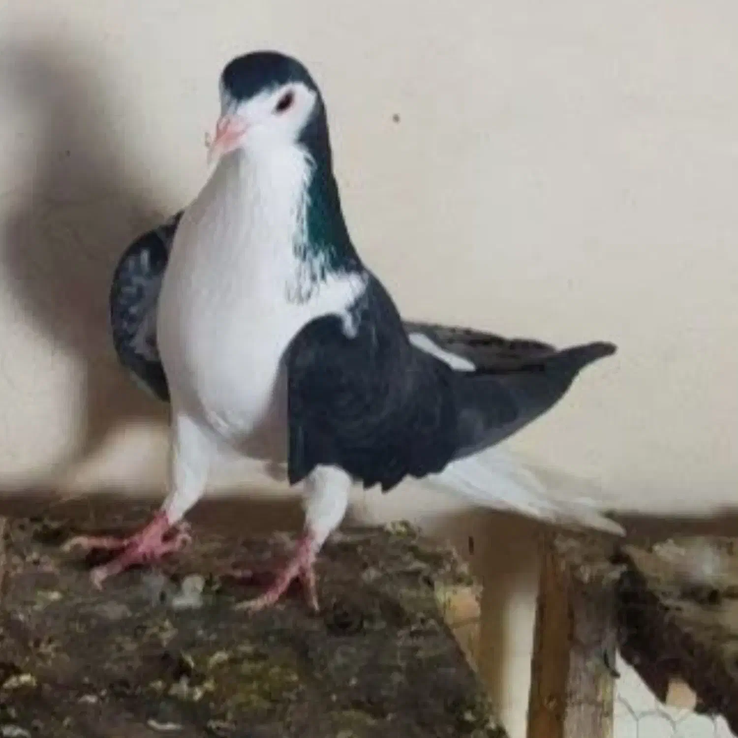 کبوتر|پرنده|اصفهان, گورتان|دیوار