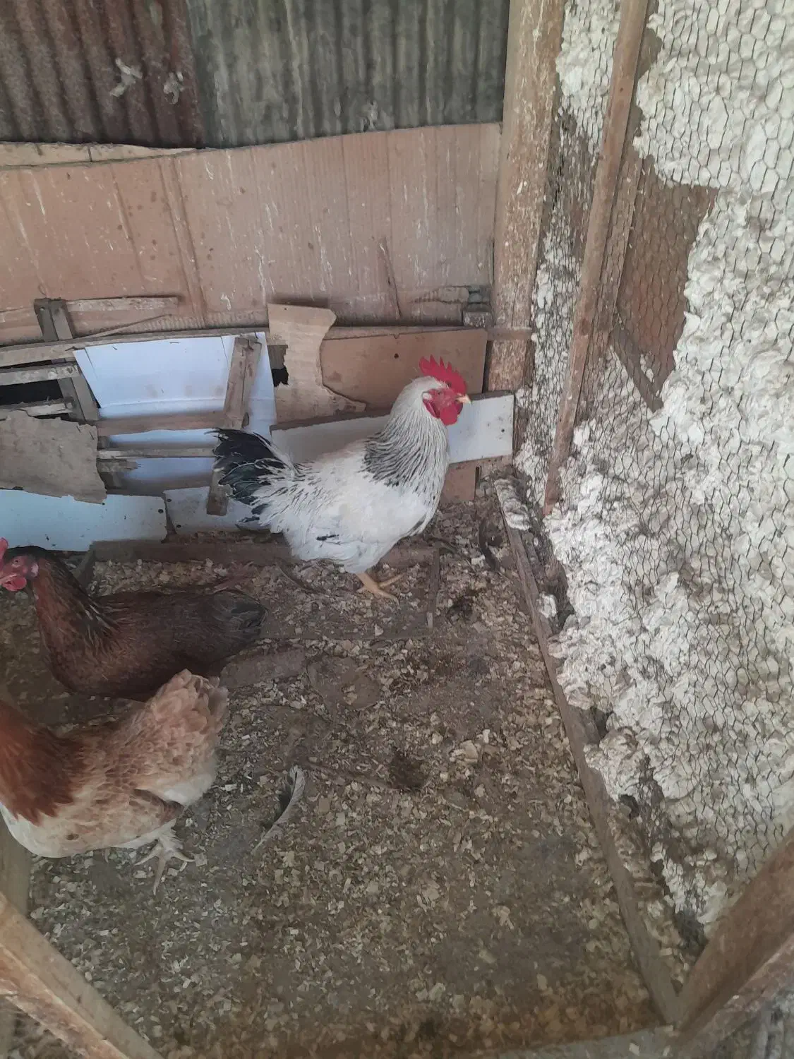 خروس|حیوانات مزرعه|رشت, معلولین|دیوار