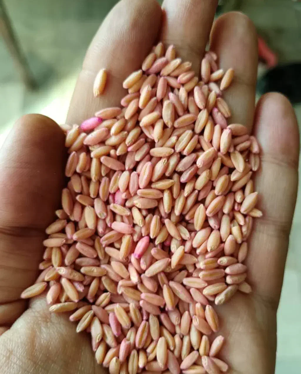 گندم بذری|خدمات باغبانی و درختکاری|هریس, |دیوار