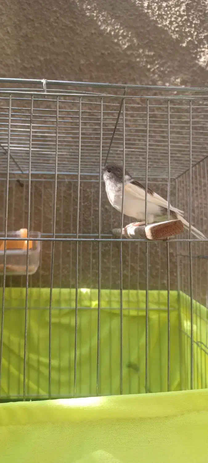 قناری ماده|پرنده|ری, شهرک نظامی|دیوار