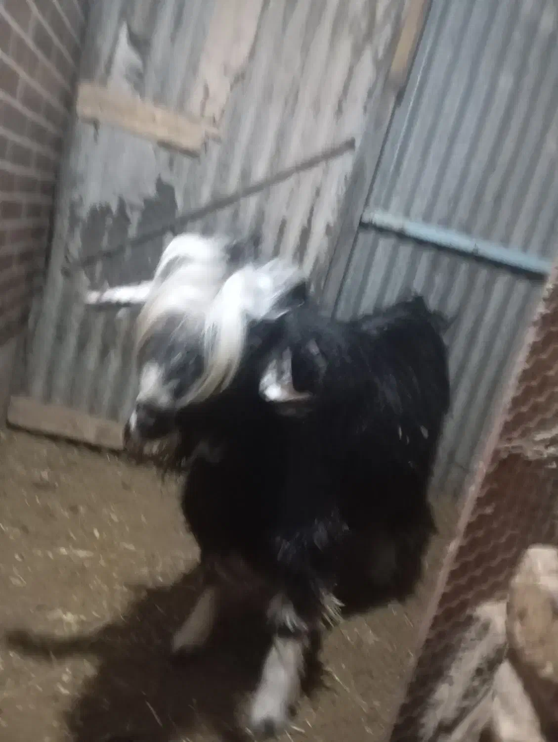 بزغاله دبری|حیوانات مزرعه|باغ بهادران, |دیوار