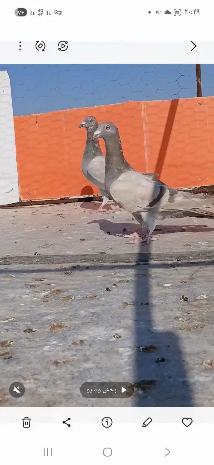 سلام دوتا گاغذی ماده خطی پنج|پرنده|دشتابی, |دیوار