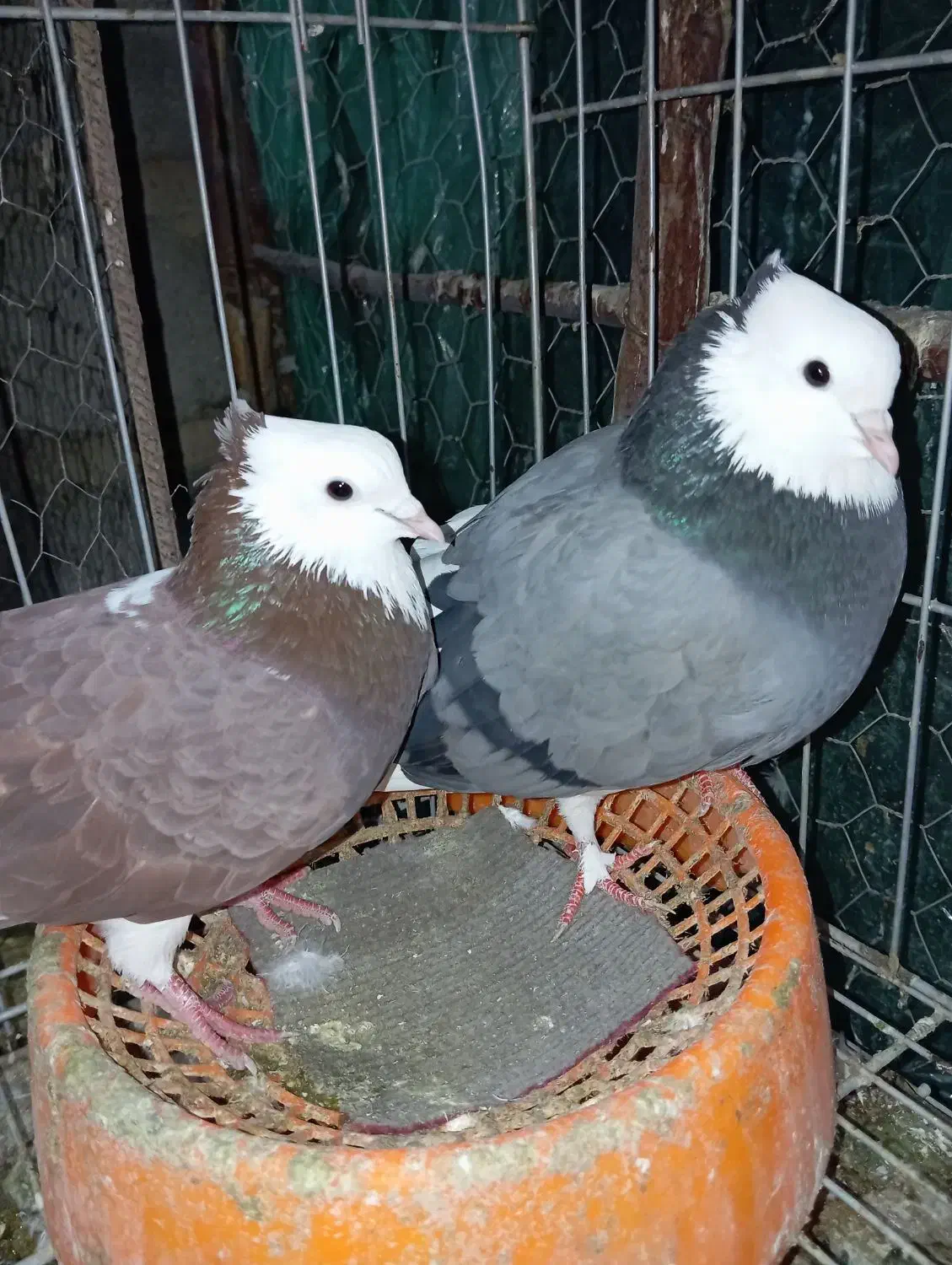 کبوتر|پرنده|عنبرآباد, |دیوار