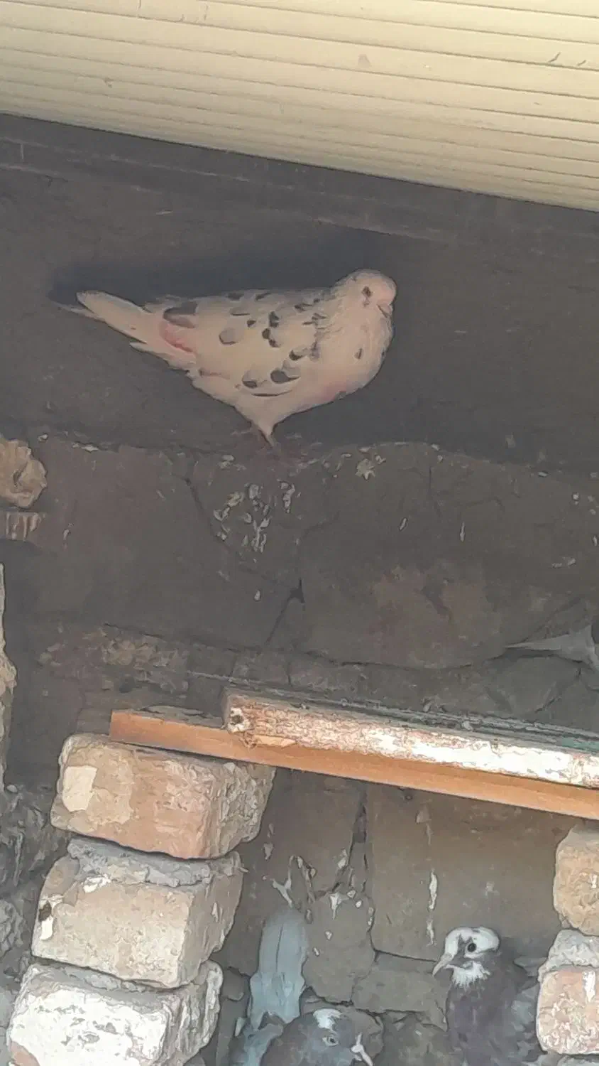 کفتر نر|پرنده|بیله سوار, |دیوار