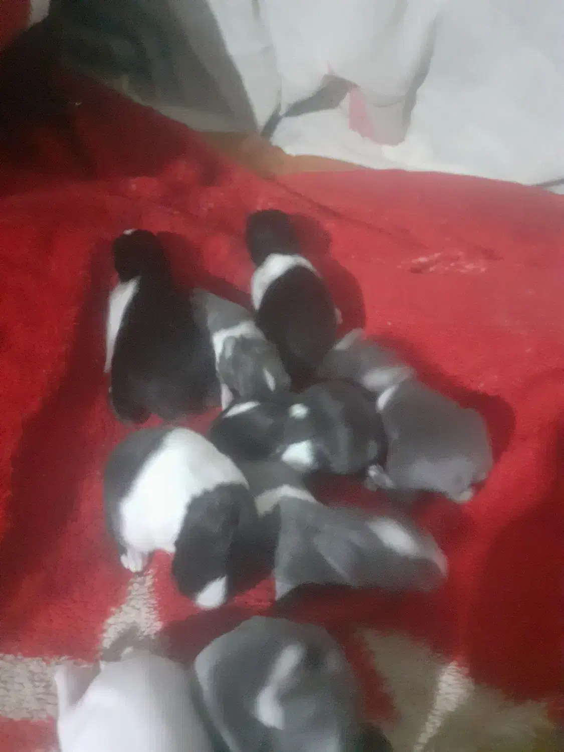 خرگوش دورگ|موش و خرگوش|خرمشهر, |دیوار