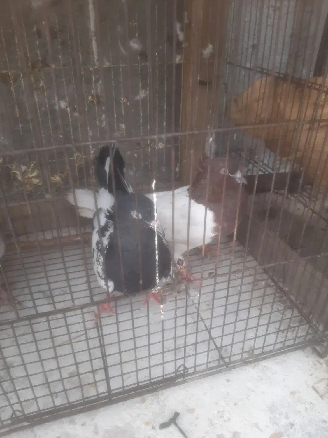 ۲ جفت کفتر|پرنده|دزفول, |دیوار