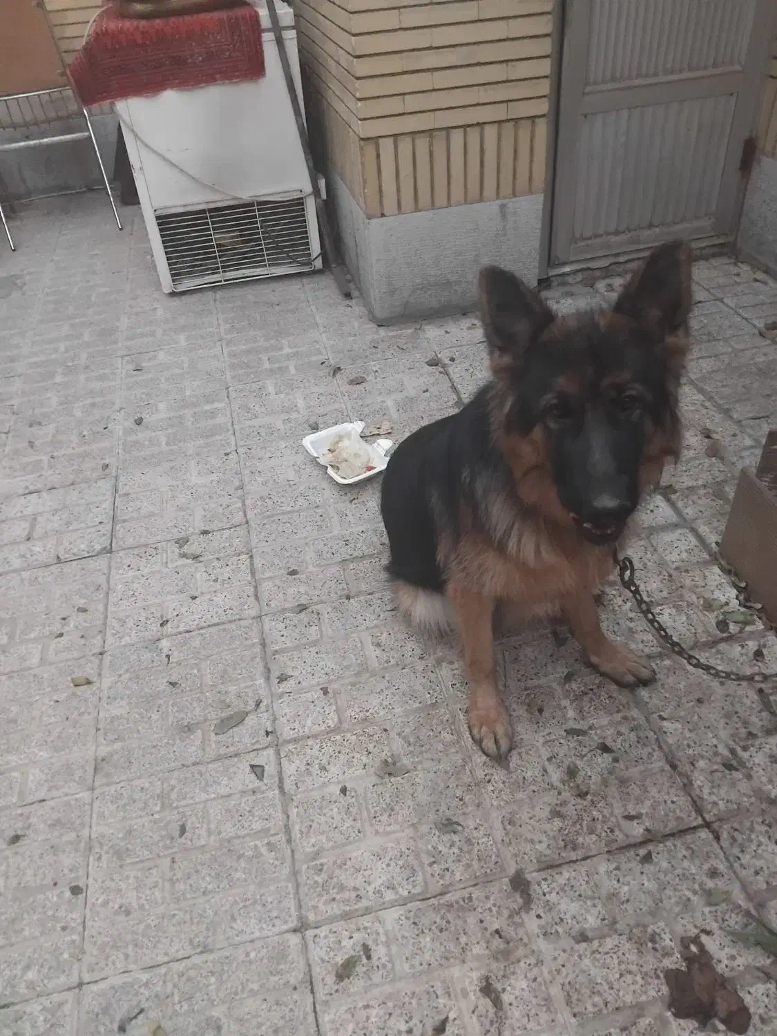 توله|سگ|ورامین, ورامین|دیوار