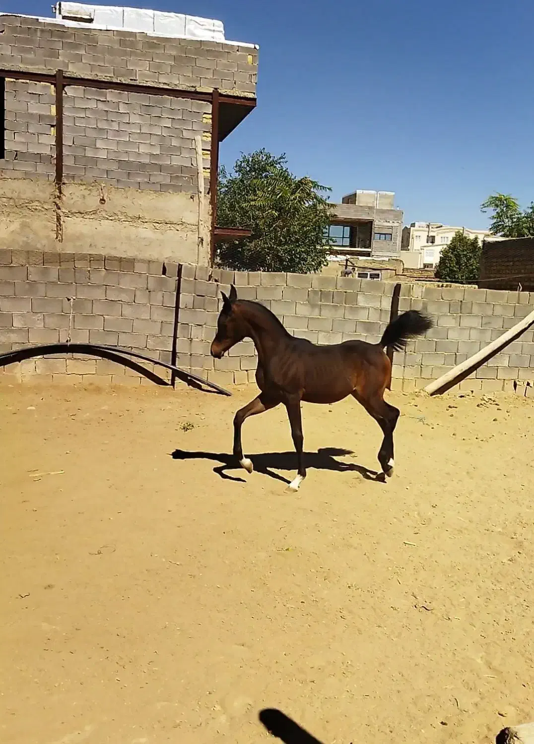 اسب دوسر عرب|اسب و تجهیزات اسبسواری|همدان, |دیوار