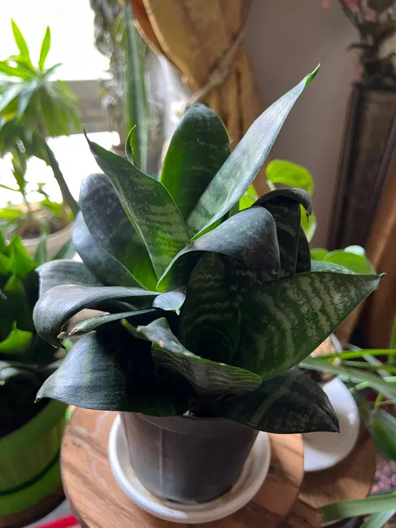 گل و گلدون|گل و گیاه طبیعی|مشهد, کوشش|دیوار