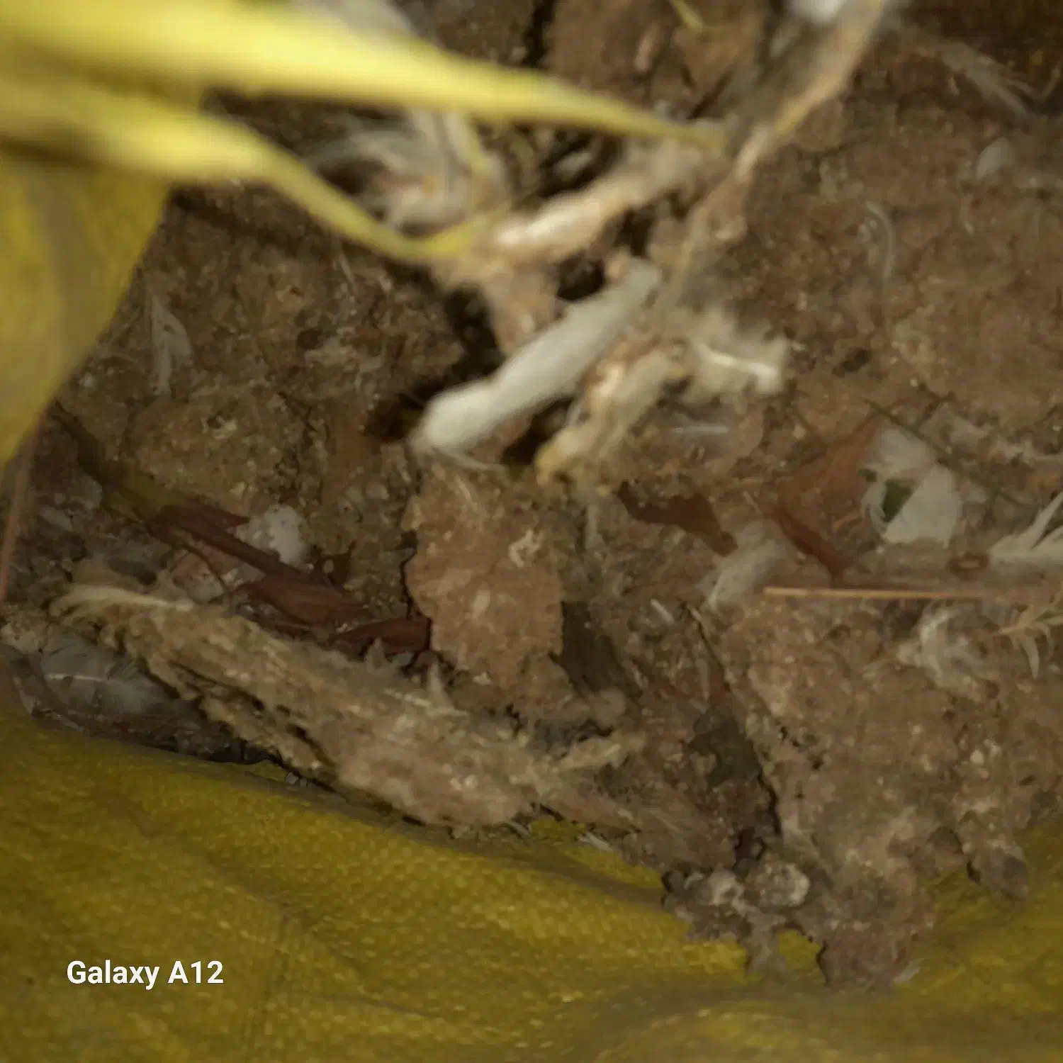 کود کبوتر|گل و گیاه طبیعی|کهریزک, |دیوار