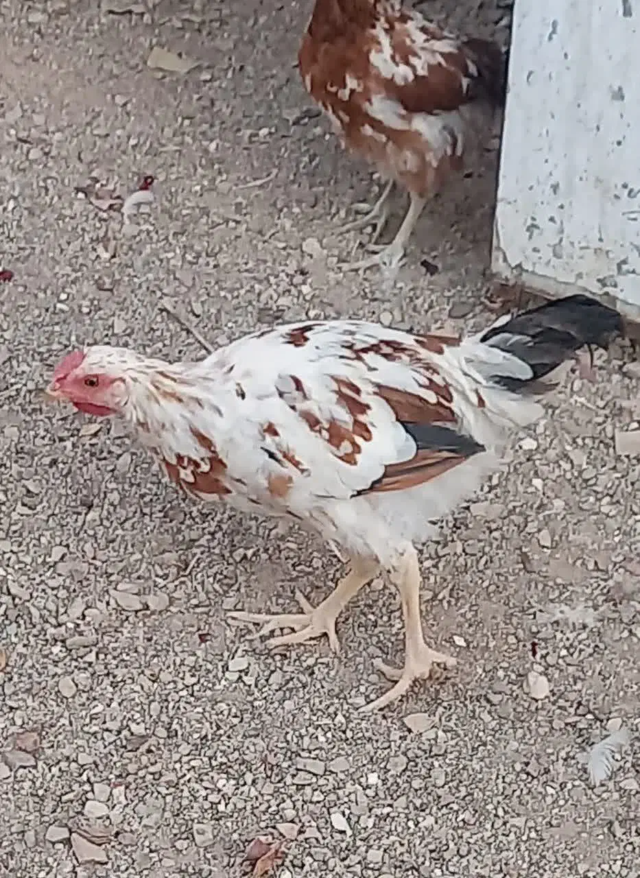 نیمچه خروس گلین|حیوانات مزرعه|پاکدشت, حصار امیر|دیوار