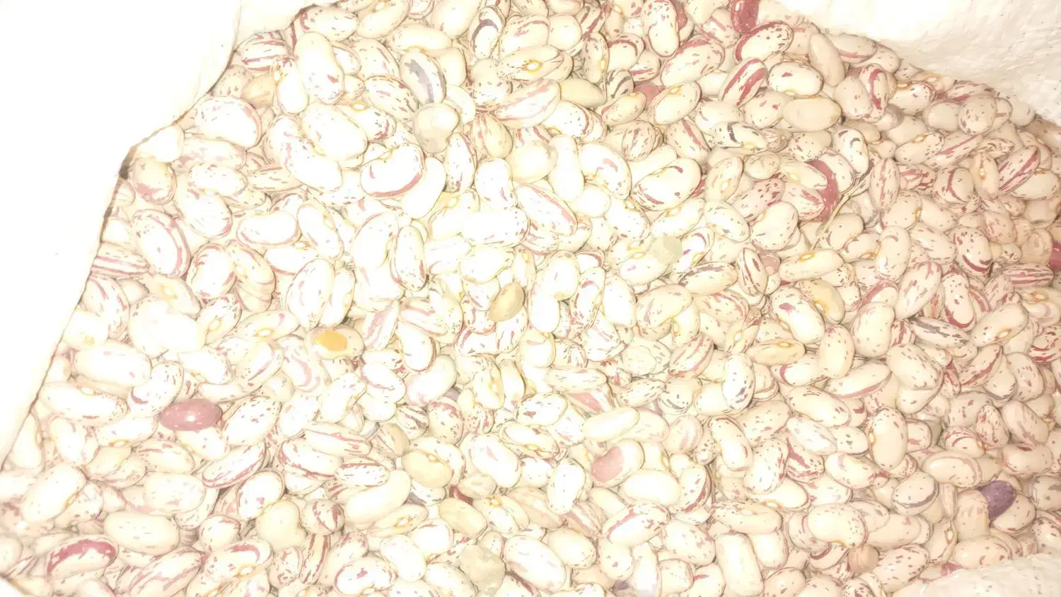 لوبیا چیتی تابستانه|خوردنی و آشامیدنی|سیلوانه, |دیوار