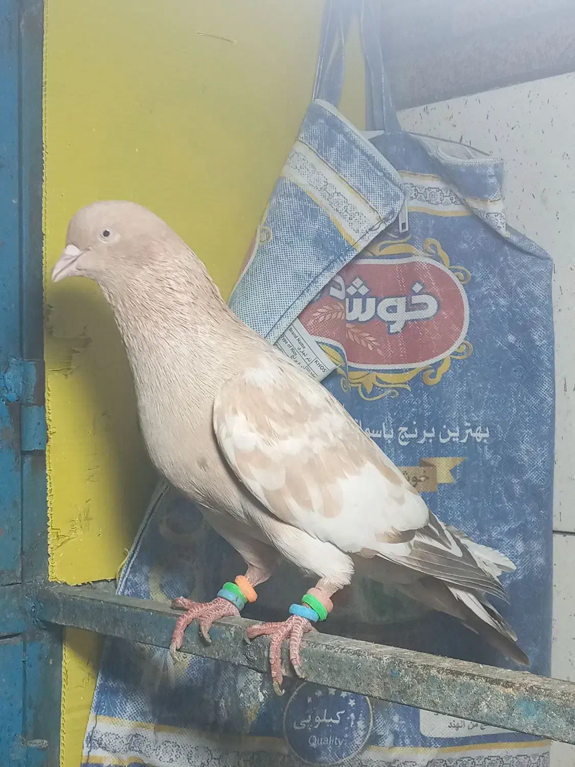 یک عدد نر برنجی|پرنده|آبادان, |دیوار