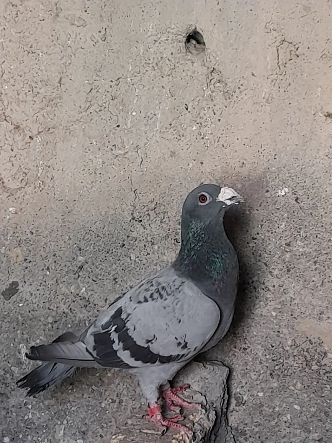 کفتر|پرنده|هامون, |دیوار