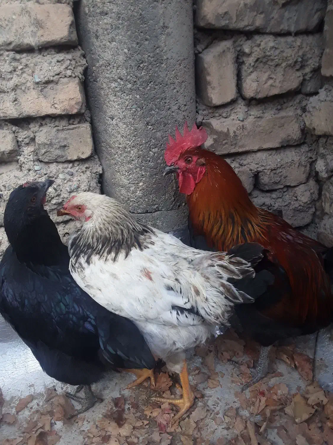 مرغ و خروس|پرنده|شهریار, رضی آباد بالا|دیوار