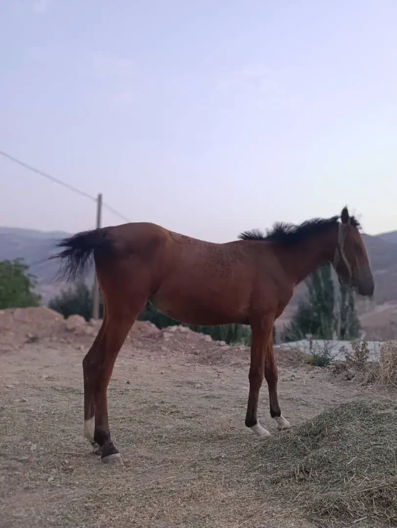 کره مادیان اصیل سالار بختیاری|اسب و تجهیزات اسب‌سواری|فولادشهر, B4|دیوار