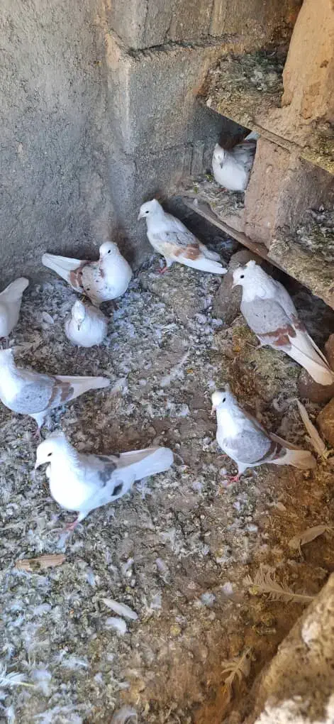 کفترگرده ای|پرنده|زاغه, |دیوار