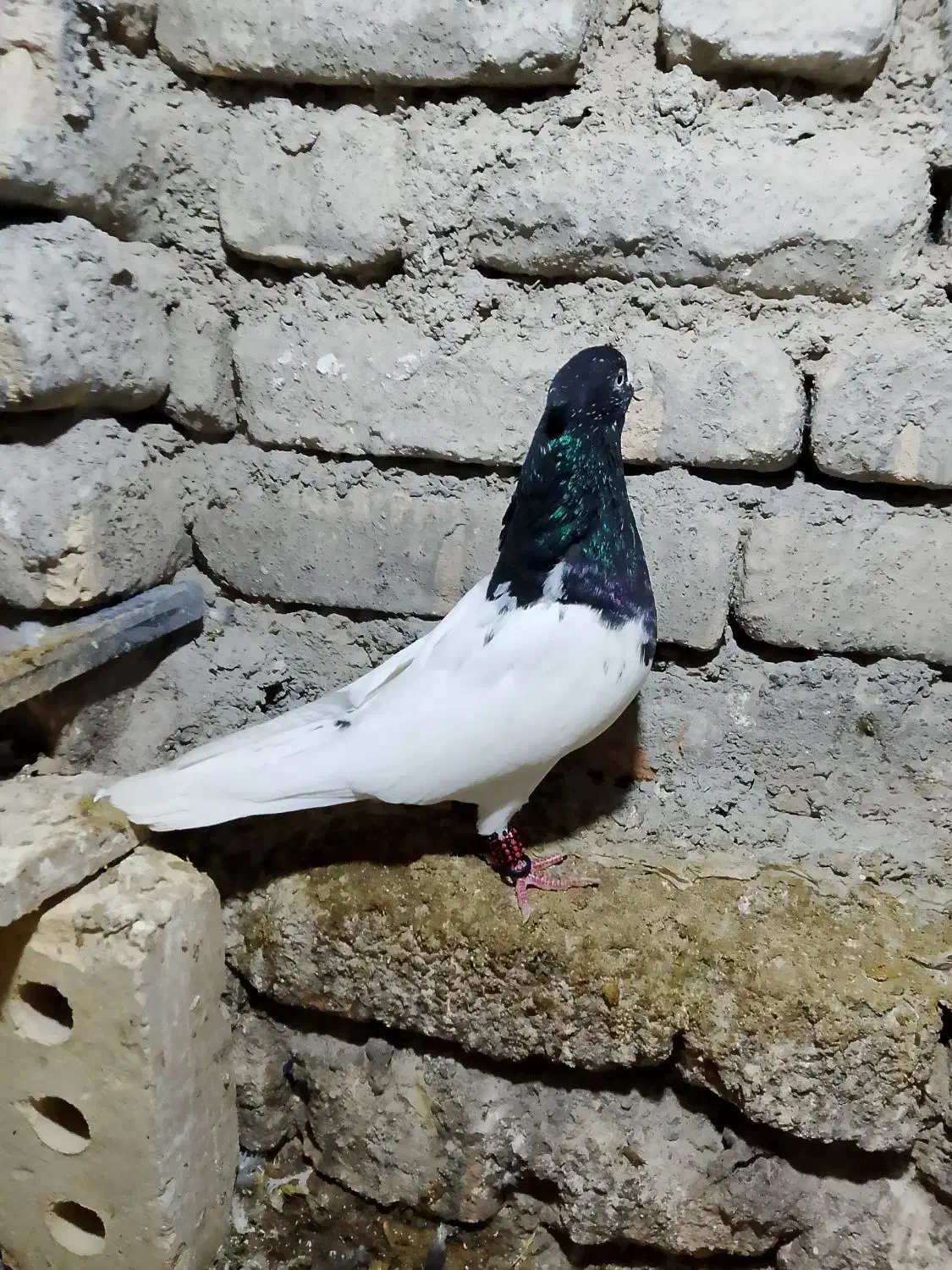 کفتر کلهسیاه نر|پرنده|گلبهار, نوبهار|دیوار