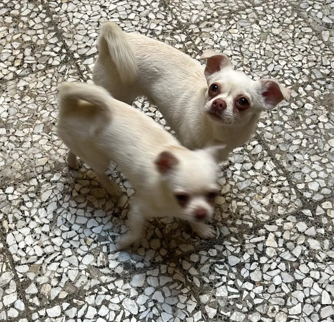 شیواوا توله|سگ|بابل, |دیوار