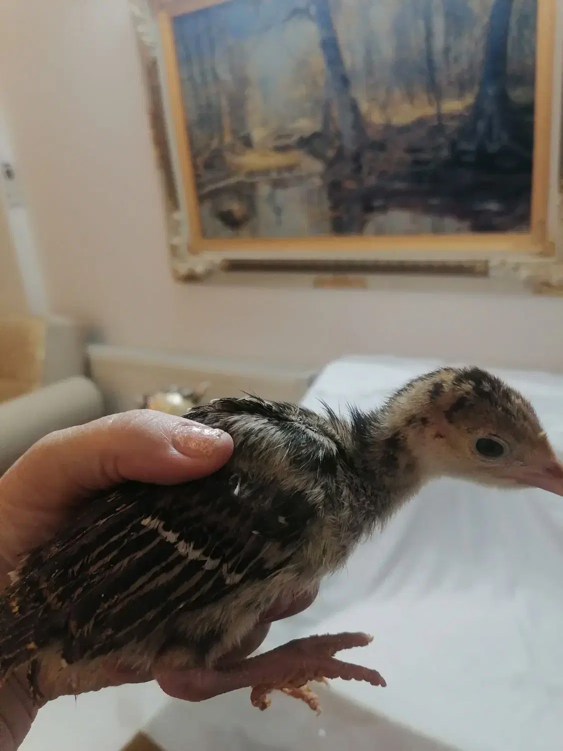 تعدادی جوجه بوقلمون و مرغ و خروس تزئینی|حیوانات مزرعه|مشهد, الهیه|دیوار