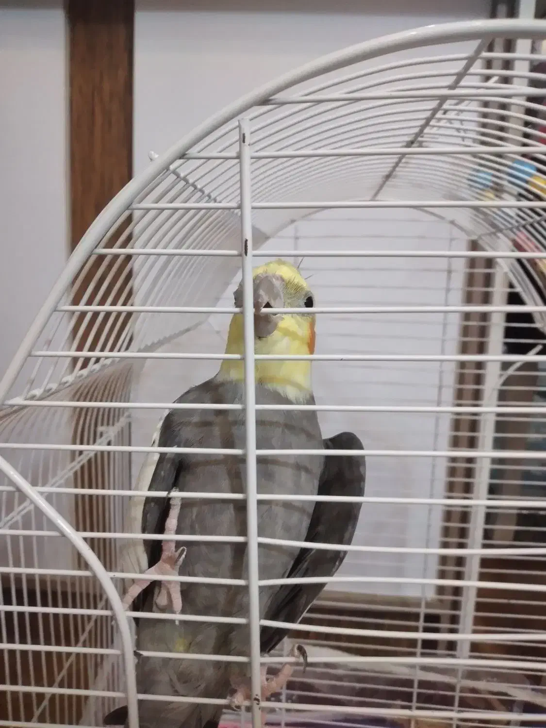 پرنده عروس|پرنده|رشت, کوی مهر|دیوار