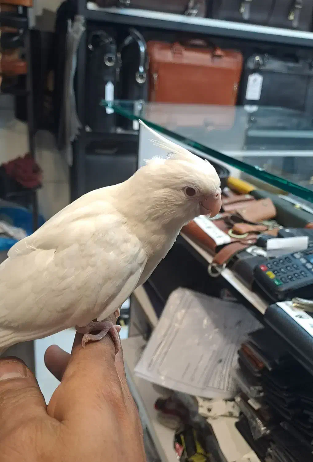 طوطی عروس هلندی البینو|پرنده|بندرعباس, |دیوار