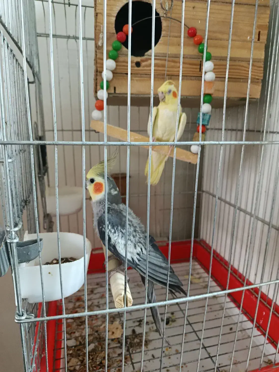 عروس هلندی|پرنده|پاکدشت, پاکدشت (مامازند)|دیوار