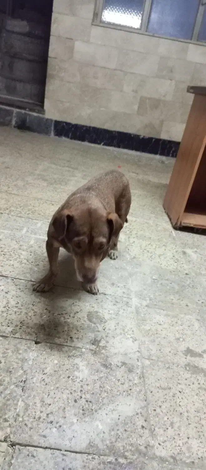 واگذاری سگ نژادمیکس بیت بول پسر|سگ|مشهد, شهید مطهری|دیوار