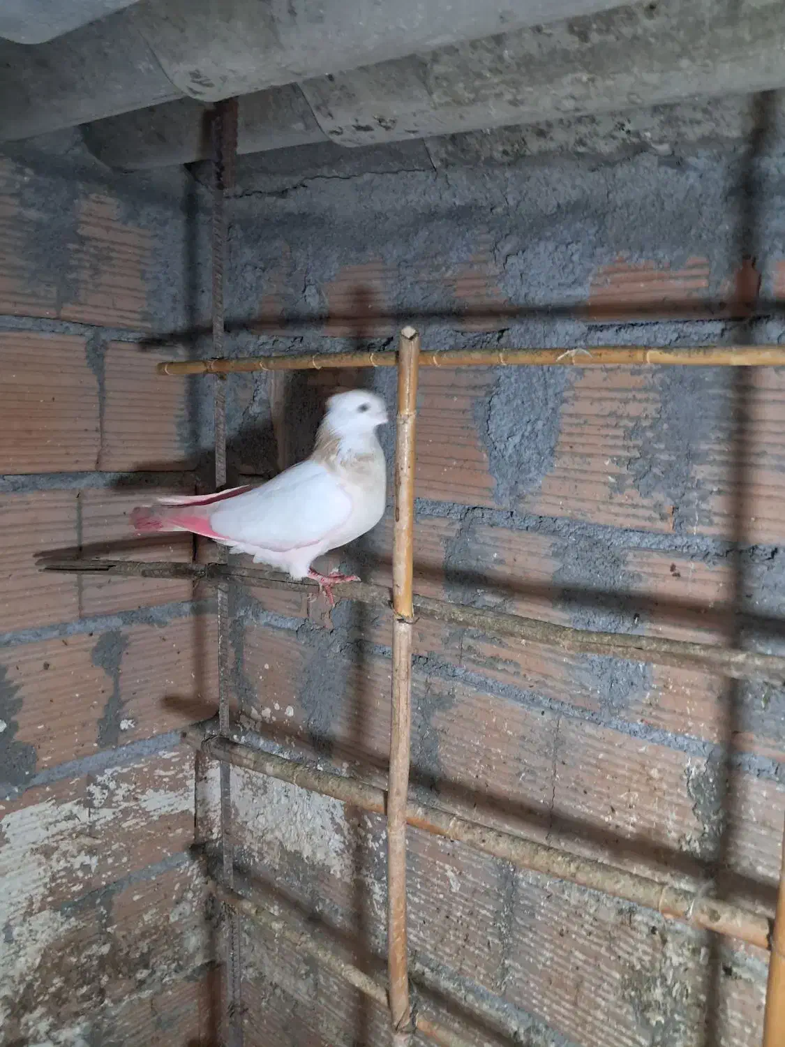 پنج تاماده جوان اماده جفت زدن.یک دانه طوقی زرد|پرنده|گرگان, |دیوار