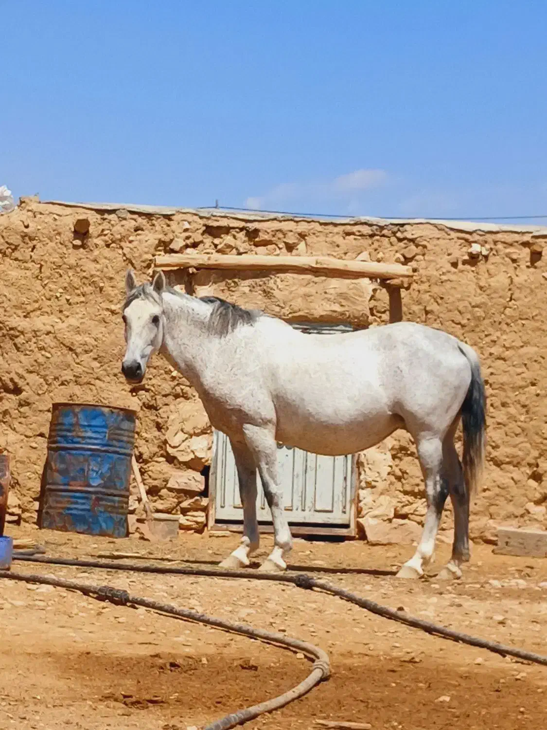 مادیون کرد|اسب و تجهیزات اسب‌سواری|میان جلگه, |دیوار